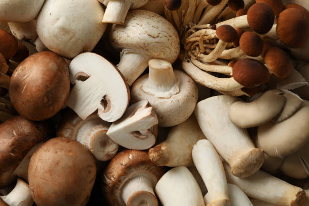 istock Different mushrooms textured background, close up 1195561281
