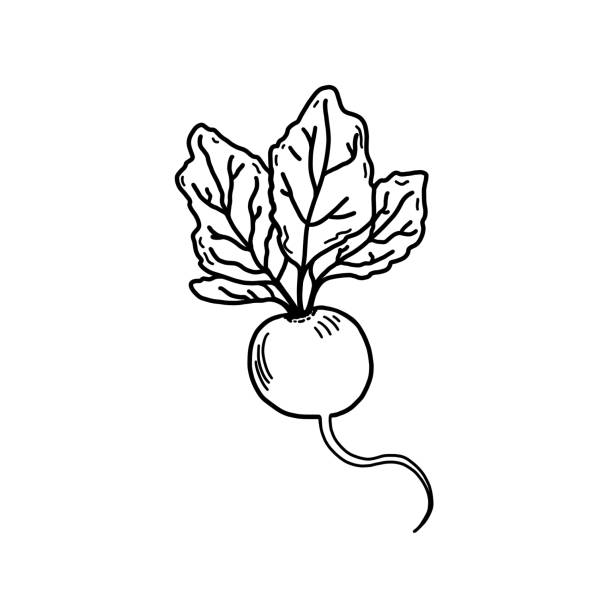 ilustrações de stock, clip art, desenhos animados e ícones de hand drawn black and white illustration of a radish on a white background. - radish white background vegetable leaf