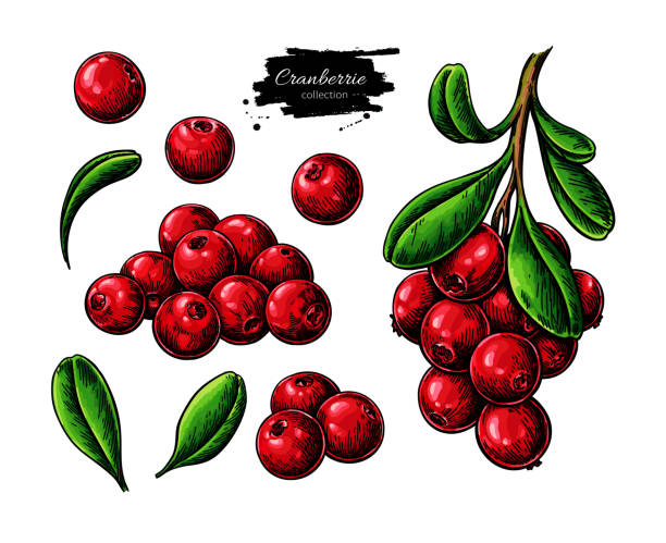 Cranberry vector drawing. Isolated berry branch sketch on white background. Cranberry vector drawing. Isolated berry branch sketch on white background. Summer fruit illustration. Detailed hand drawn vegetarian food. Great for label, poster, print cranberry stock illustrations