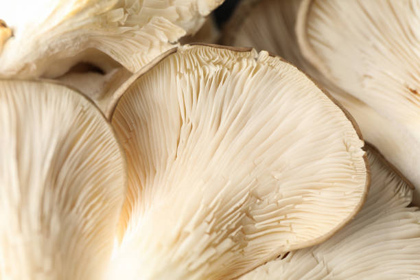 istock Raw fresh oyster mushrooms textured background, close up 1195562946