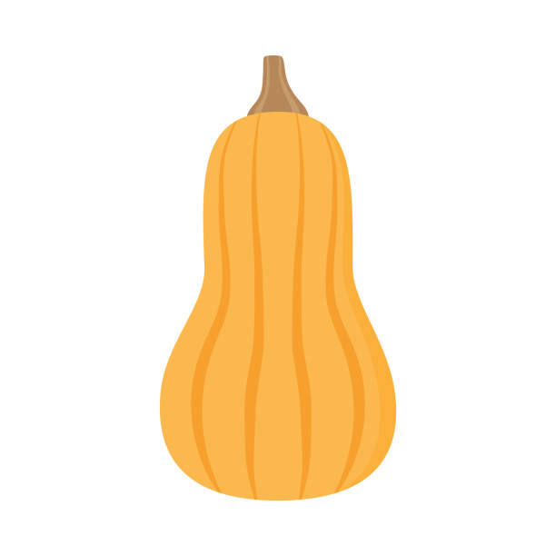 illustrations, cliparts, dessins animés et icônes de courge de butternut - courge musquée