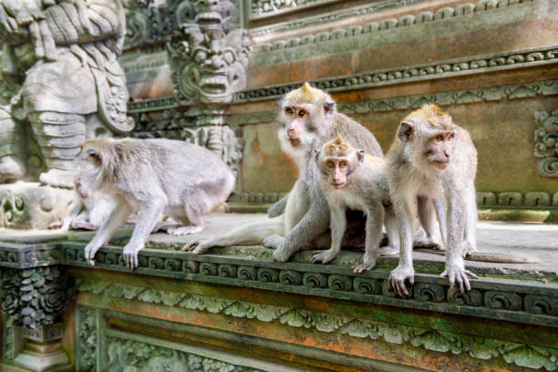 istock Family of Balinese long-tailed monkey (Macaca Fascicularis) on Monkey Forest, Ubud 1195563729