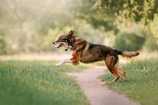 happy mixed breed dog running in a collar with gps tracker
