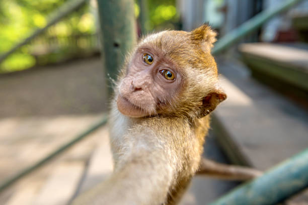 Balinese long-tailed monkey kid (Macaca Fascicularis) taking a selfie on Monkey Forest, Ubud