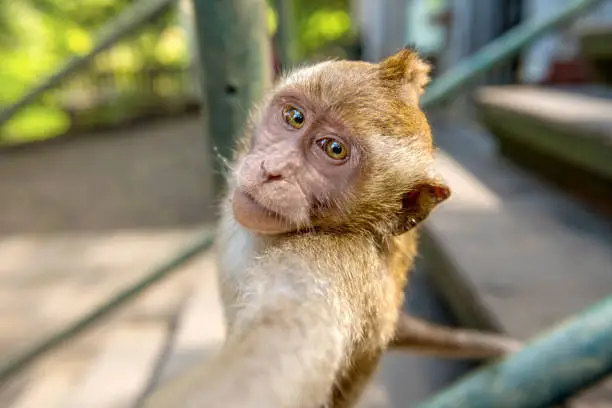 Balinese long-tailed monkey kid (Macaca Fascicularis) taking a selfie on Monkey Forest, Ubud. Bali Indonesia