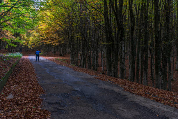 istock foreste casentinesi's autumnal views 1195564043