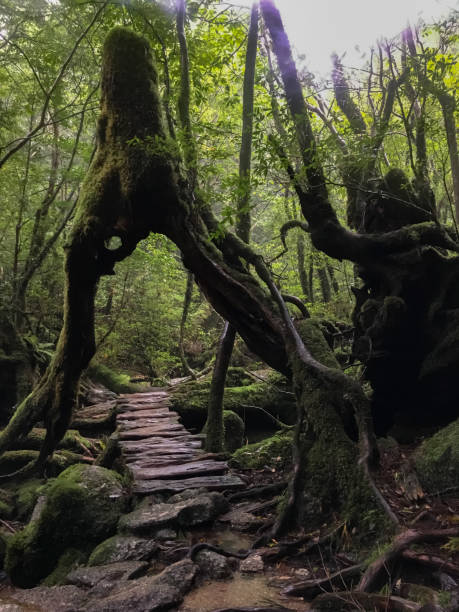 istock The tree that became a portal 1195567239