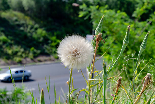 meadow grass, big dandelion in green grass, close up, beautiful summer landscape