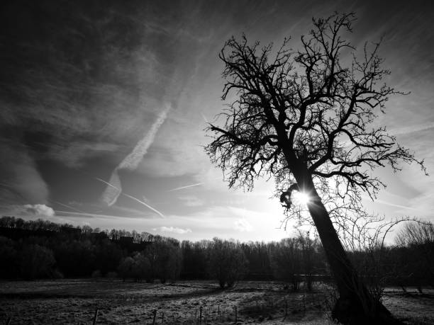 Leafless cherrytree on an autumn meadow in front of a wild and sunny sky covered with  contrails