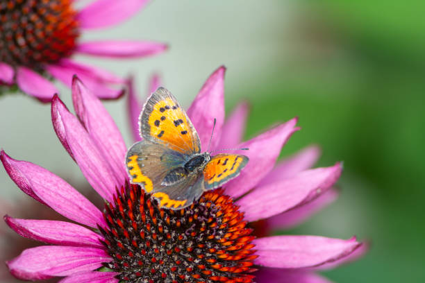 istock Common copper butterfly collecting nectar on a flower 1195569816
