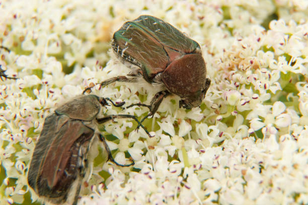 Bronze beetle on a white flower close-up.