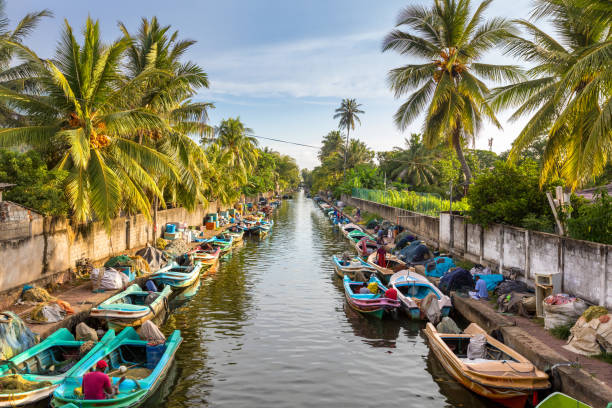 The colorful boats are docked along the banks of Hamilton's Canal in fishing village district of Negombo, Sri Lanka. stock photo