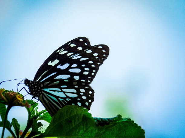 красивая бабочка - tiger beauty in nature insects nature стоковые фото и изображения