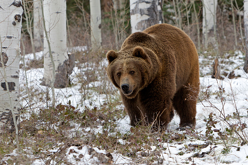 Grizzly Bear in Montana