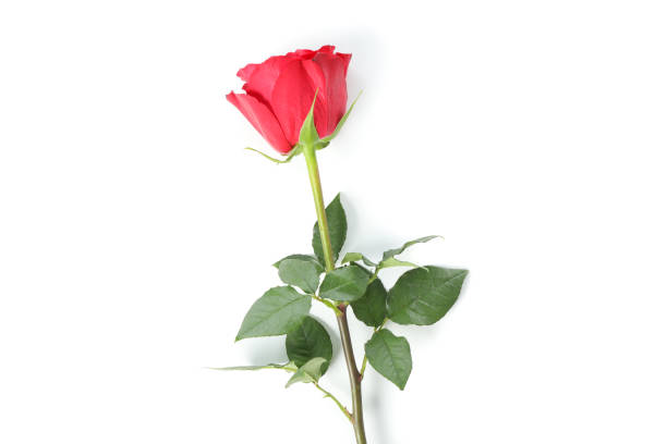 istock Beautiful red rose flower isolated on white background 1195572835