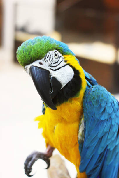istock Big beautiful parrot close up. Beautiful bird 1195572848