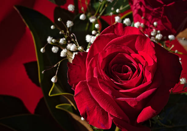 istock a red rose with dew in the foreground. 1195574128
