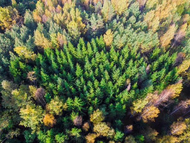 istock Drone view of autumn forest 1195574606