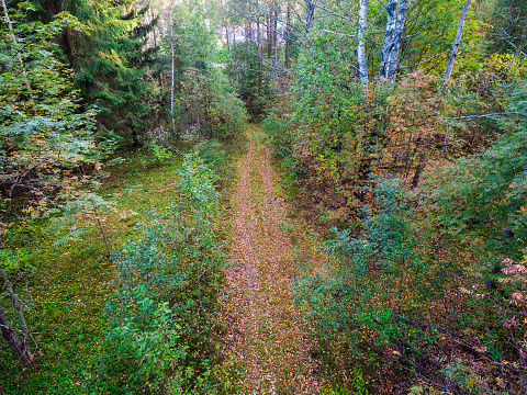 Drone view of autumn forest and country road