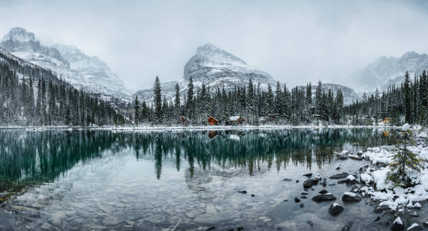 Wooden lodge in pine forest with heavy snow reflection on Lake O'hara at Yoho national park Panorama of Wooden lodge in pine forest with heavy snow reflection on Lake O'hara at Yoho national park, Canada yoho national park photos stock pictures, royalty-free photos & images
