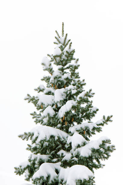 istock Green fluffy Christmas tree covered with snow white on a white background 1195576794