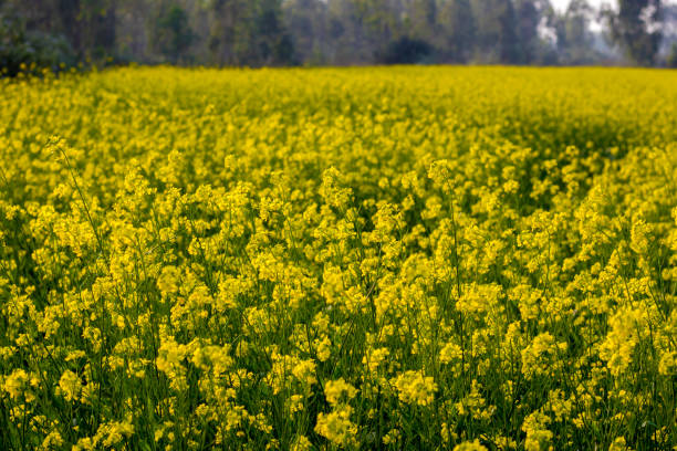 istock beautiful yellow mustard flowers field 1195578888