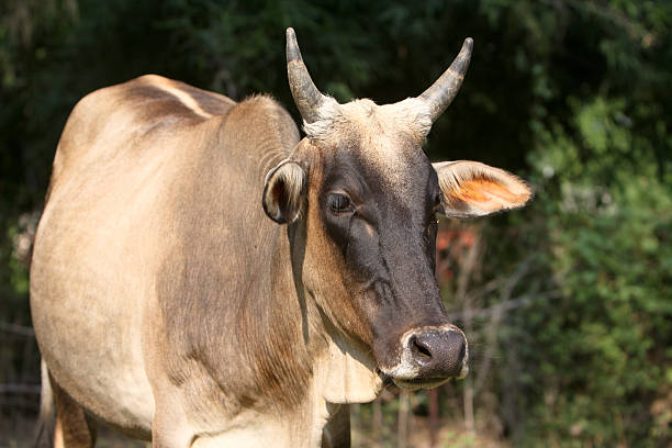 istock Cow in Madhya Pradesh, India 119557951