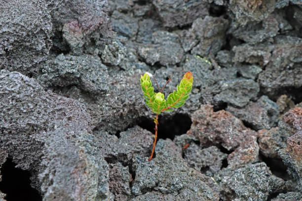 New life in volcanic stone in Hawaii green plant