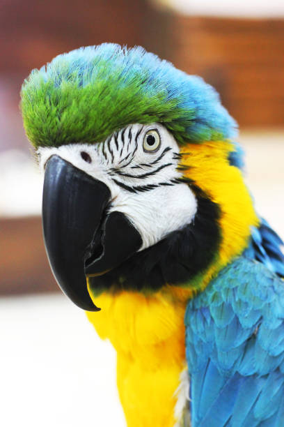 istock Big beautiful parrot close up. Beautiful bird 1195581214