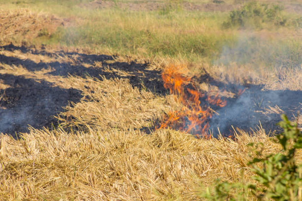 Burn a straw Farmers burn straw to plow rice fields. earth's atmosphere stock pictures, royalty-free photos & images