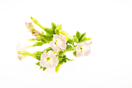 Pink bougainvillea flowers isolated on a white background