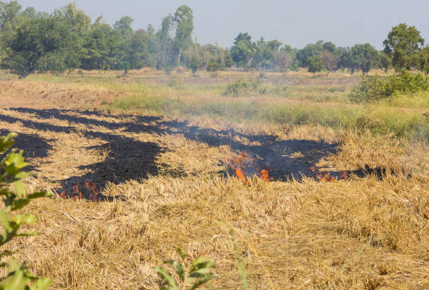 Burn a straw Farmers burn straw to plow rice fields. earth's atmosphere stock pictures, royalty-free photos & images