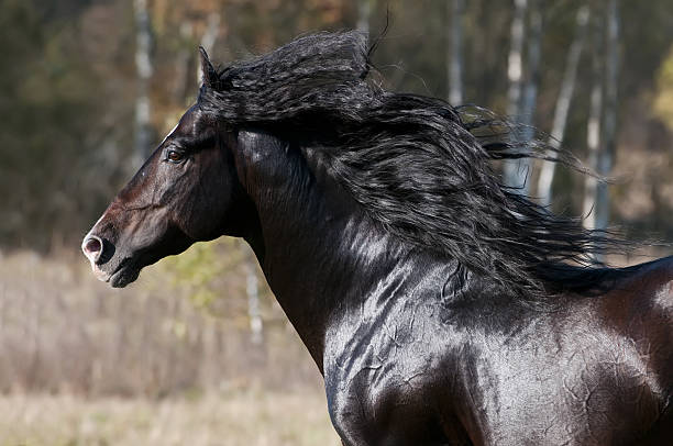 istock bay horse runs gallop 119558420