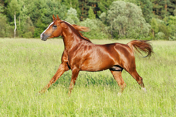 istock chestnut horse runs gallop 119558430