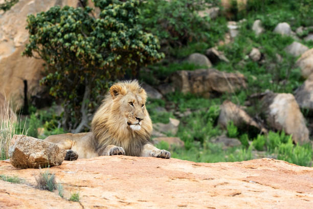 istock Male lion on a rocky hill 1195584963