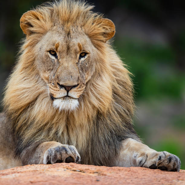 istock Male lion on a rocky hill 1195584996