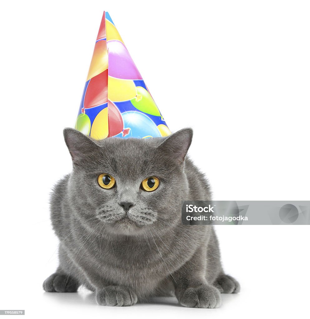 British cat with party hat  Animal Stock Photo
