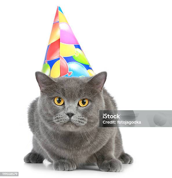 British Cat With Party Hat Stock Photo - Download Image Now - Animal, Animal Whisker, Color Image