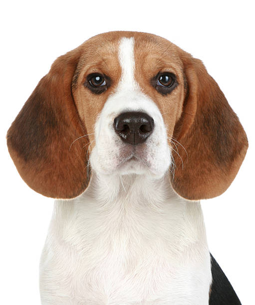istock Beagle puppy portrait 119558587