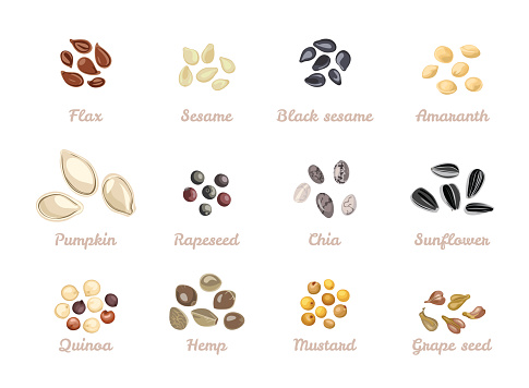 Seed set. Vector illustration of Flax seed, Sesame, Black sesame, Amaranth, Pumpkin seeds, Rapeseed, Chia, Sunflower, Quinoa, Hemp, Mustard, Grape seed isolated on white. Cartoon flat style.