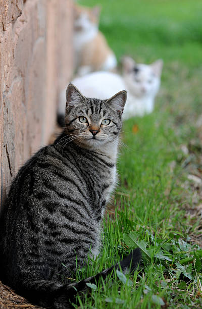 Três gatos perdido na relva verde ao longo de uma parede de tijolo - fotografia de stock