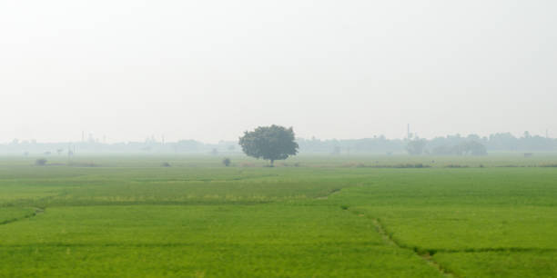 istock A alone solitary tree on a green meadow in rural countryside summer backdrop. Solitude and loneliness. Environmental Conservation background. Plant Trees save planet earth life environment Concept. 1195591252