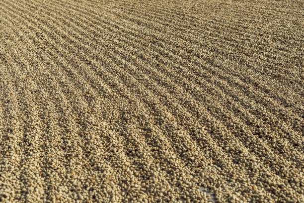 Coffee beans are drying at coffee farm.