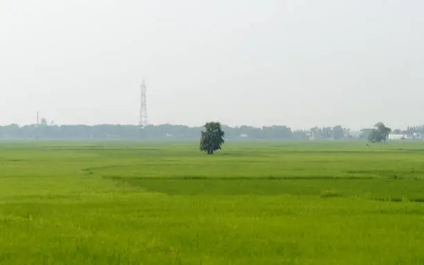 A alone solitary tree on a green meadow in rural countryside summer backdrop. Solitude and loneliness. Environmental Conservation background. Plant Trees save planet earth life environment Concept.