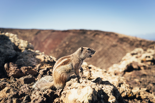 cute little squirrel on rocky ground near a vulcano