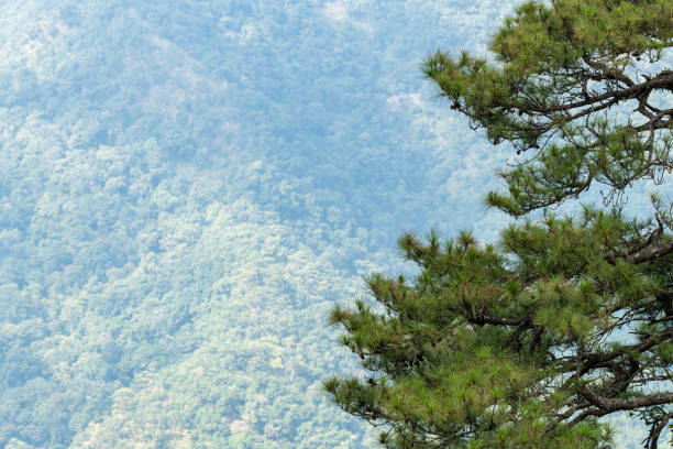 Part of pine tree in foreground with green forest on a mountain in background