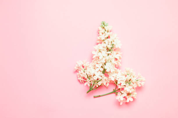 istock Top view minimal composition with white flower lilac branch on a pink background with place for text 1195600621