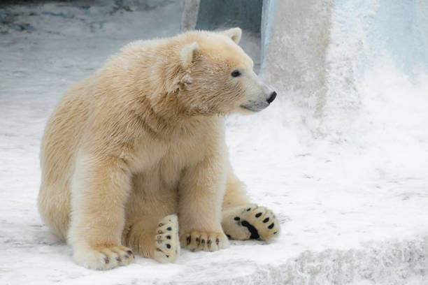 Eisbär beim schlafen