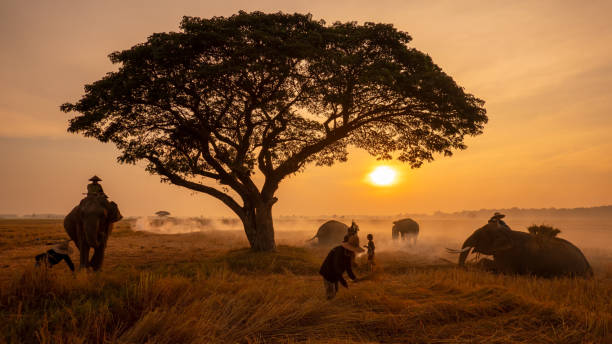istock People By Elephants On Grass Against Sky During Sunset 1195600982