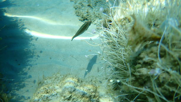istock The pointed-snout wrasse (Symphodus rostratus) 1195601101
